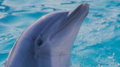 Water Animals Dolphins