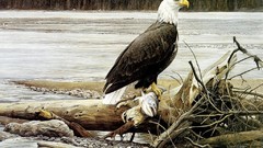 Water Animals Eagles bald