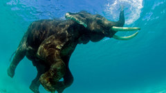 Water Animals elephants