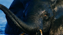 Water Animals elephants baby