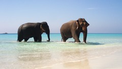 Water Animals elephants Beaches