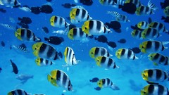 Water Animals fish Sea