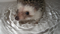 Water Animals hedgehogs