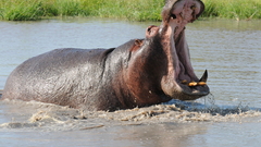 Water Animals hippopotamus hippo