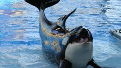 Water Animals killer whales