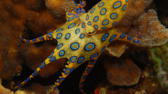 Water Animals octopuses aquarium