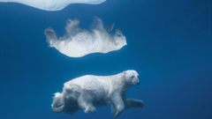 Water Animals polar Bears