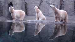 Water Animals reflections Polar