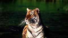 Water Animals Tigers