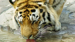 Water Animals Tigers