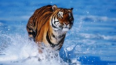 Water Animals Tigers