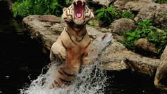 Water Animals Tigers