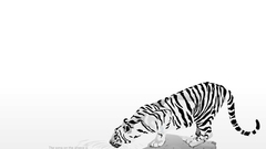 Water Animals Tigers greyscale