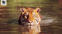 Water Animals Tigers ponds