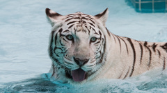 Water Animals Tigers white