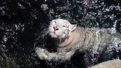 Water Animals Tigers white