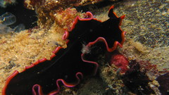 Water Animals underwater Nudibranchia