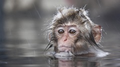 Water Animals wet monkeys