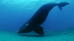 Water Animals Whales