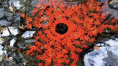 Water autumn leaves fallen