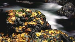 Water autumn Oregon elk rocks leaf