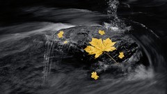 Water autumn selective coloring