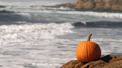 Water beach pumpkins nature