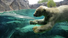 Water Bears Polar Bears split-view