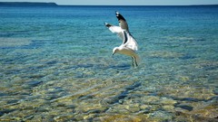 Water Birds Animals seagulls