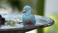 Water Birds bathtubs Finches