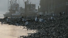 Water Birds Boats Beaches harbours