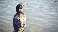 Water Birds Cormorant Ave.