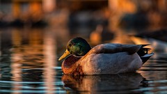 Water Birds Ducks bokeh