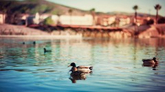 Water Birds Ducks California lakes bokeh ripples blurred 
