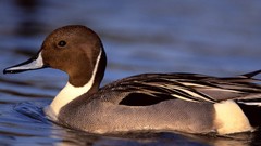 Water Birds Ducks depth