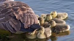 Water Birds Ducks duckling baby birds