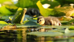 Water Birds Ducks duckling ponds baby birds lily pads