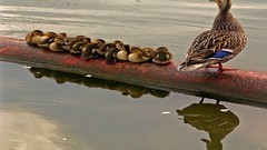 Water Birds Ducks duckling reflections baby birds