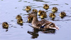 Water Birds Ducks duckling ripples baby birds