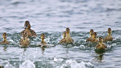 Water Birds Ducks duckling waves baby birds