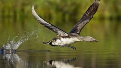 Water Birds Ducks flying