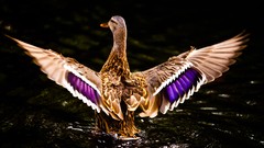 Water Birds Ducks landing ripples