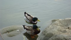 Water Birds Ducks rocks lakes
