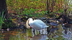 Water Birds Ducks Swans reflections forests