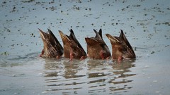Water Birds Ducks tails mallard