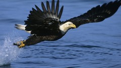Water Birds Eagles splashes
