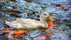 Water Birds fish Ducks swimming waves