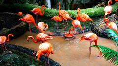 Water Birds flamingos