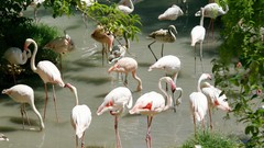 Water Birds flamingos