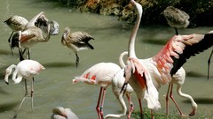 Water Birds flamingos